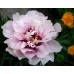 Paeonia Itoh Cora louise